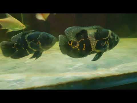 Aquarium Fish in Kozhikode - Latest Price Mandi Rates 