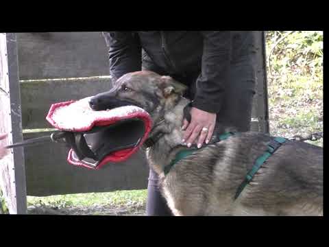 Unyx z Gargamellu 10 Monate alt.  Vater: Blade vom Wolfssprung Mutter: Isabella z Gargamellu