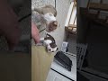 Boston Terrier dogs for sale: Oliver - Video 1