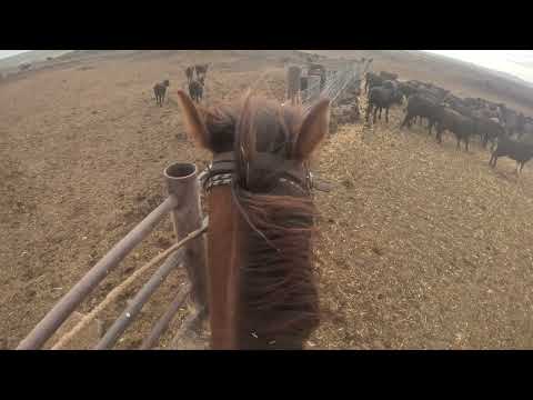 Ranch roping Hip shot. Low Stress cattle doctoring. Part of being a Cowboy 32. Good amigo Mondays.