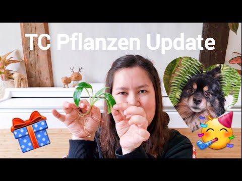TC Pflanzen Update Vorher-Nachher 🌱 | Geburtstags-Verlosung 🥳 | Gewinner*innen letzte Verlosung 🎁