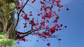 陽明山 花季