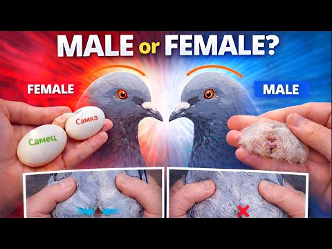 Голубь или Голубка - КАк Быстро Определить что у Вас в Руках 