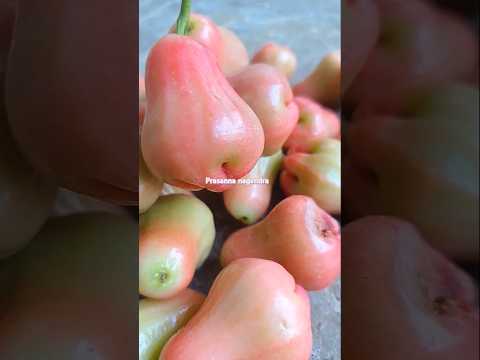 Water apples #prasannanagendra #fruits #youtubeshorts