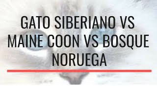 🐱Gato SiberianoVS 🐱 Maine Coon VS 🐱Bosque de Noruega