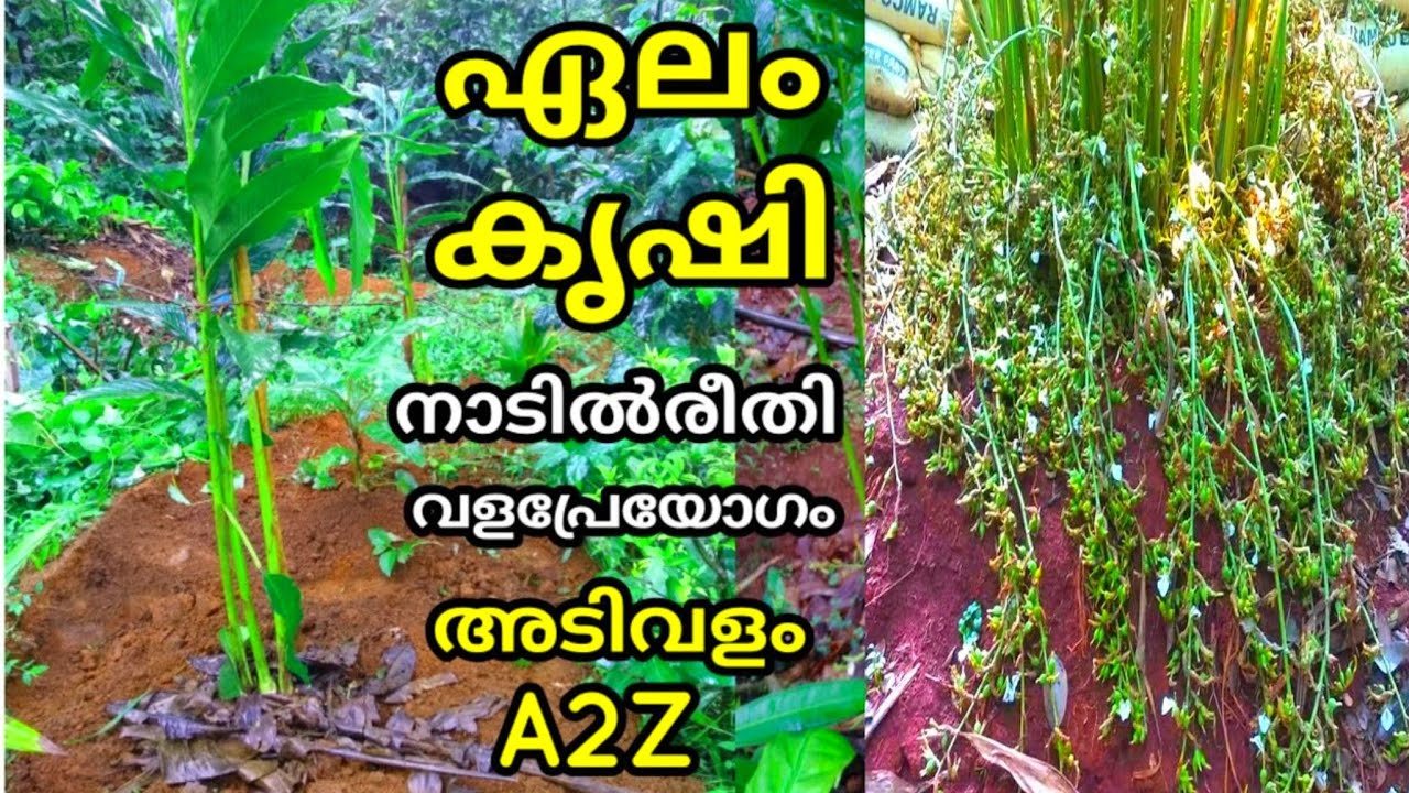 How to start cardamom farming