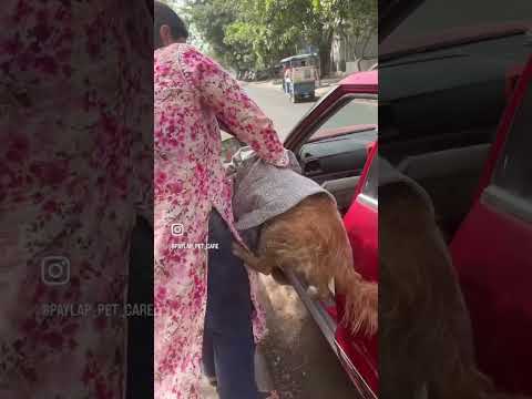 Paylap Pet Care YouTube short