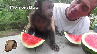 Monkey Loves Watermelon