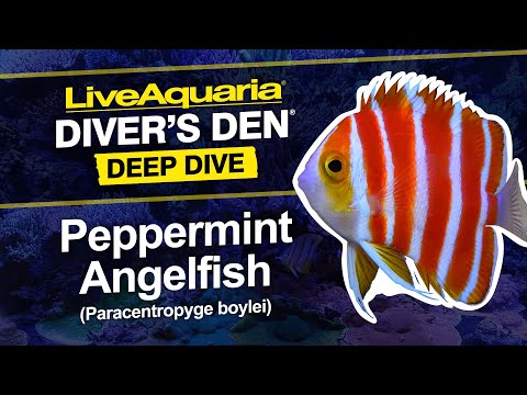 LiveAquaria® Diver’s Den® ディープ ダイブ: ペパーミント エンゼルフィッシュ (パラセントロピゲ ボーイレイ)