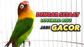 Download lagu Dengar Sesaat LB Bisu Langsung GACOR NYAUT NGEKEK, Pancingan Lovebird mp3 Download lagu Dengar Sesaat LB Bisu Langsung GACOR NYAUT NGEKEK, Pancingan Lovebird mp3