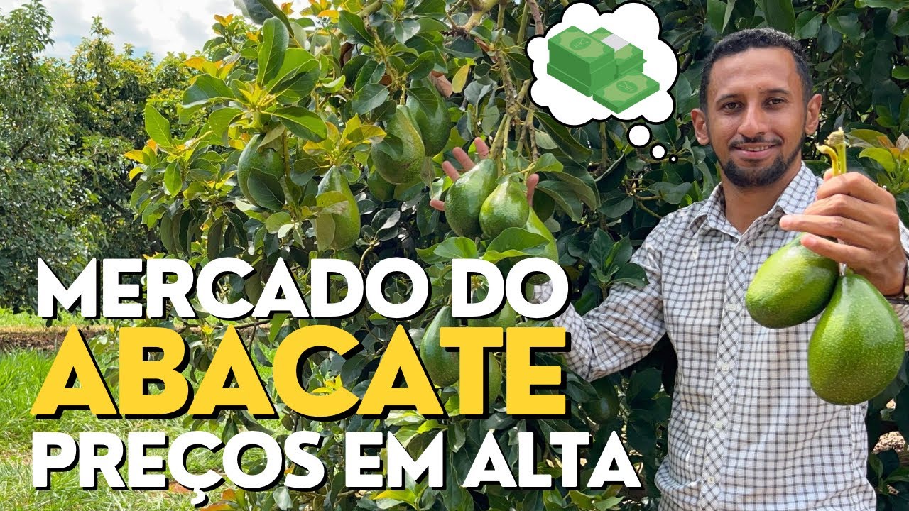 POR QUE O PREÇO DO ABACATE SUBIU TANTO?
