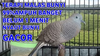Download lagu Perkutut Lokal Gacor Suara Super Kristal - Pancingan Malas Bunyi  (99%AMPUH BANGET) mp3