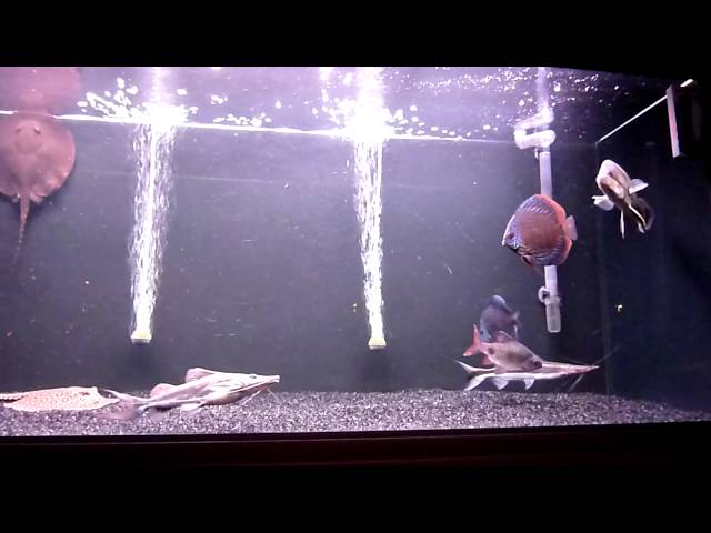 RENA 450 AQUARIUM - STINGRAYS, CATFISH, DISCUS & NEW TIGER DATNOID!