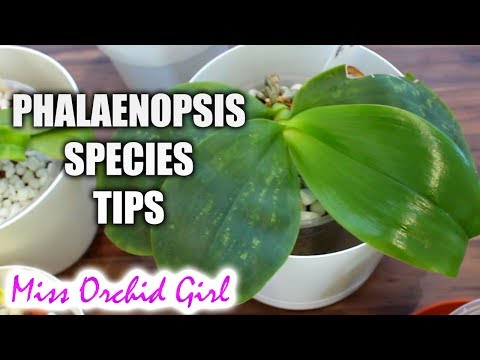 , title : 'Phalaenopsis species update + Care tips'