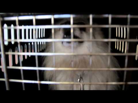 Hollywood Groomer Verona  at PET WISHES Reality