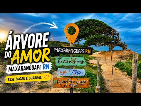 Árvore do Amor em Maxaranguape RN | Vale a pena conhecer?