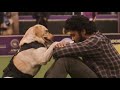 Dog Lover DOG Movie Dog Status Animal Video Pet Love Movie Charlie