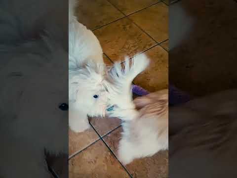 Coton de Tulear puppy for sale