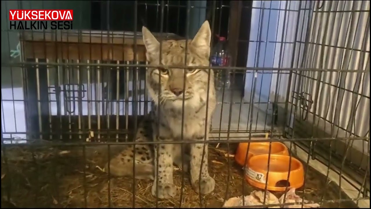 Van da nesli tükenme tehlikesi altında olan bir vaşak bulundu