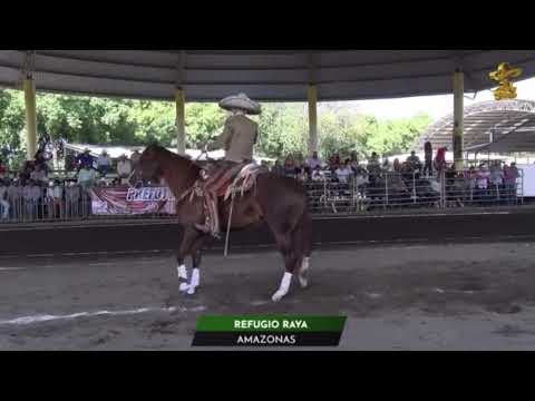 Cala completa AMAZONA Campeona Pre Futurity Familia Rìos