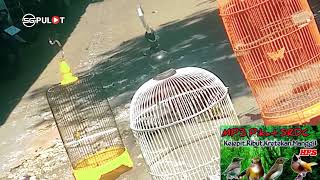 Download lagu SRDC Liar Tak Akan Sanggup Mendegar Masteran Pikat Kejep!T Ini mp3