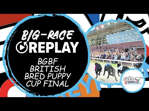 BGBF Puppy Cup Final - Watchhall Sid | Greyhound Race Previews, Reviews & Tips | 2023 Big Finals