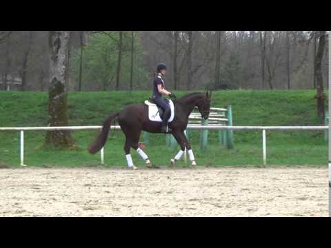 Capuccina von Sir Fidergold/ Sarkozy