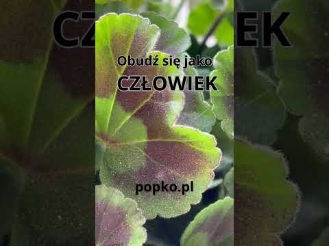 [Encyklopedia Wiedzy Duchowej] Obudź się jako CZŁOWIEK popko.pl  #popko #rozwój #duchowosc #rozwojduchowy #rozwojosobisty #miłość