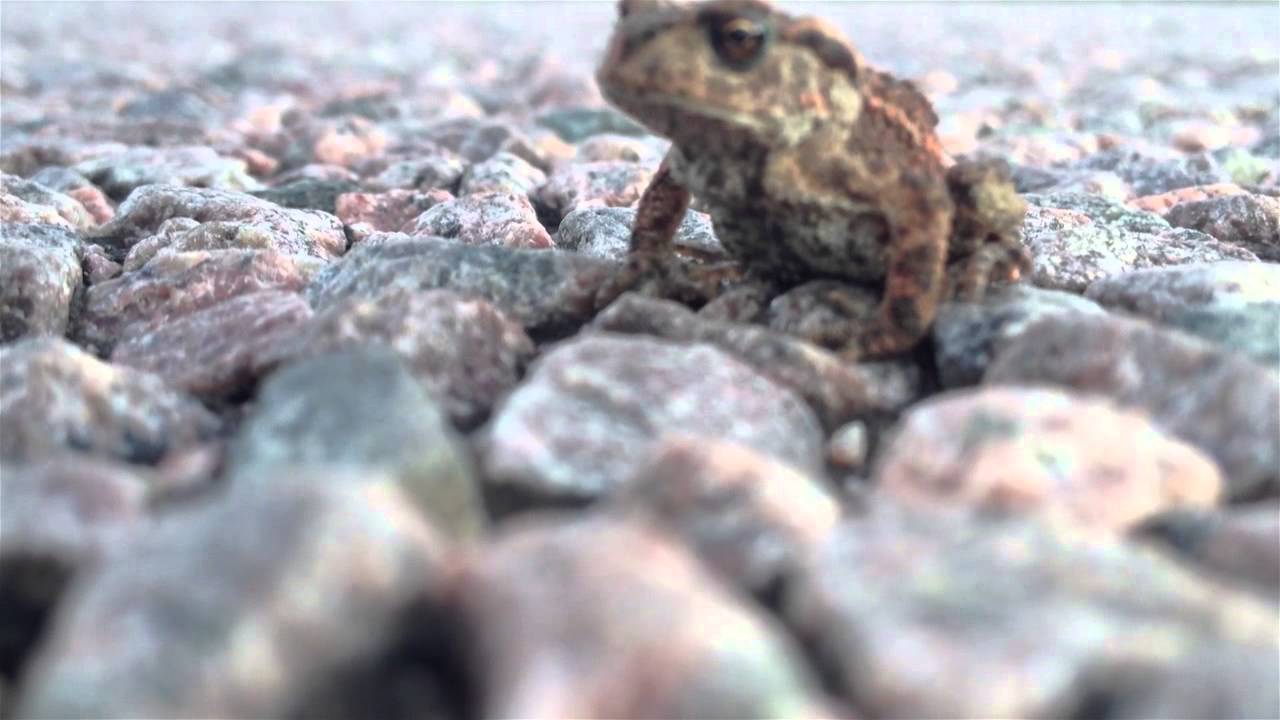 Close-up of a toad on a gravel road, from the documentary The Frog Paralyzed, filmed on Öland. Photo: Zayera Khan.