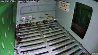 🔴 LIVE Chicken Cam – North Yorkshire Hens | Eglu Cube | Clucks.net live webcam