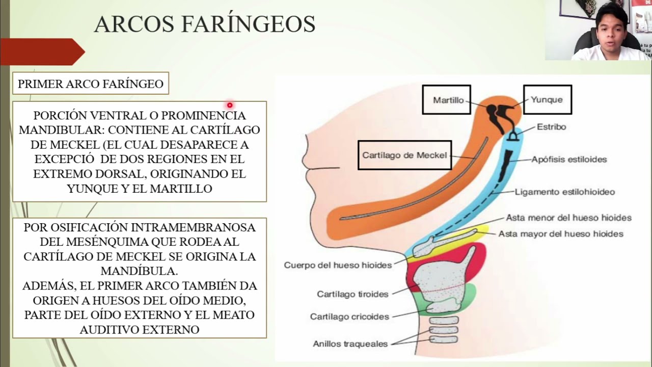 EMBRIOLOGÍA: CABEZA Y CUELLO