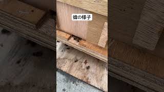 蜂の様子 11/13 #いちご #農協 #蜂