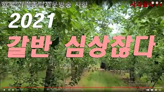 [사과재배]2021갈반병 조기에 확산될수 있다. 방제 철저