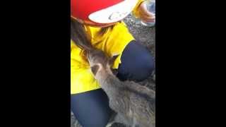 preview picture of video 'Junjun found a baby deer in Casela natural park, Mauritius'