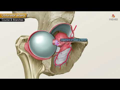 Obturator Artery Anatomy Animation - Origin , Course , Branches , supply and Clinical anatomy