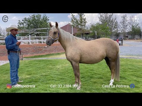Visita a Casa La Pedrera - Parte 2 - YEGUAS DE CRÍA
