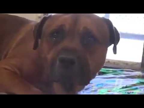 بكاء الكلاب لفقدان اصحابها ٢