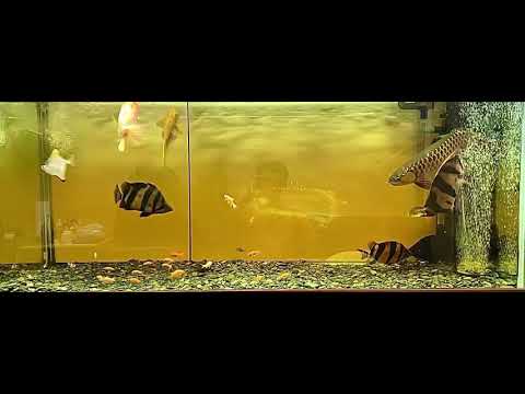 印尼虎魚
