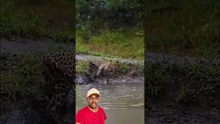 Leopardo mordendo a calda 😱