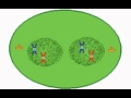 Meiosis in sex cells