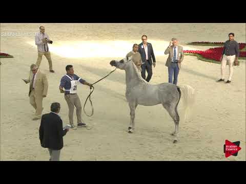 N 283 E S  BANDAR   Sharjah International 2019