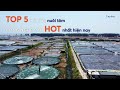 Top 5 mô hình nuôi tôm công nghệ cao "HOT" nhất hiện nay!