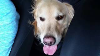 Tired Dog Panting in the Car after a Long Day of Hiking - 3 Year Old English Cream Golden Retriever