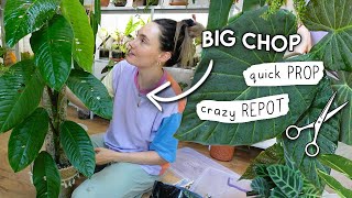 Chopping, Extending, Purging Plants + Rethinking 🌱