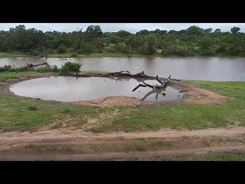 Djuma: Sights and sounds with MUCH more water after rain yesterday-Pt:1 - 17:14 - 01/10/2020