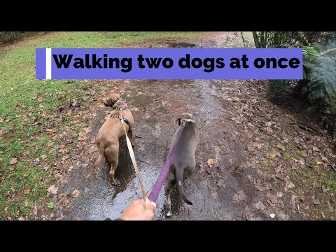 Walking two dogs at once, American Staffordshire Terrier and rescue dog friend #youtuber #dogs