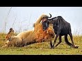 Lion Vs Wildebeest Real Fight The Amazing By Monetrio AnimalFightClub