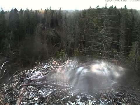 2013 10 18 kalakotkas2