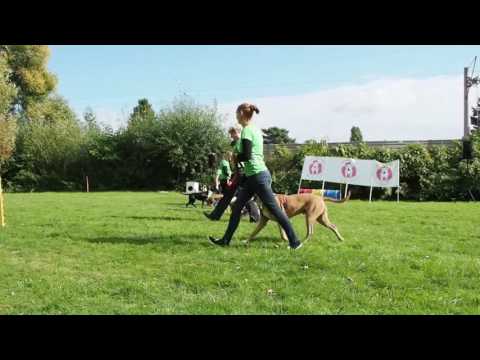 Pitbull Ballett des HTV am 02  Oktober 2016 in Hamburg