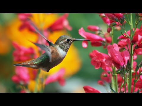 "Peaceful Birdsong and Nature Sounds: Relaxation Music for Adults and Kids 🌿🦜"